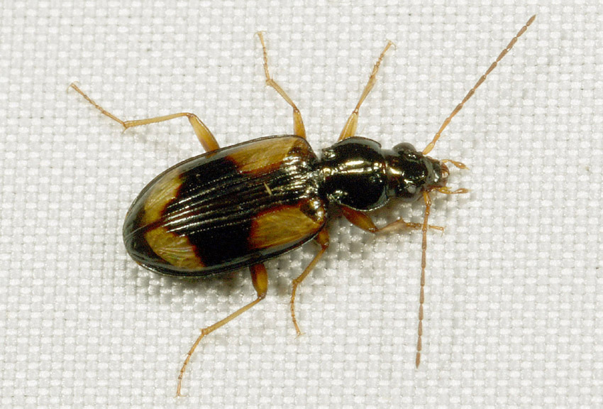 Carabidae:  Ocydromus (Euperyphus) scapularis e Ocydromus (Peryphus) sp.